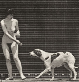 Plate 514 Feeding a dog — figure reference